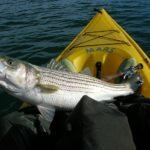 Striped Bass