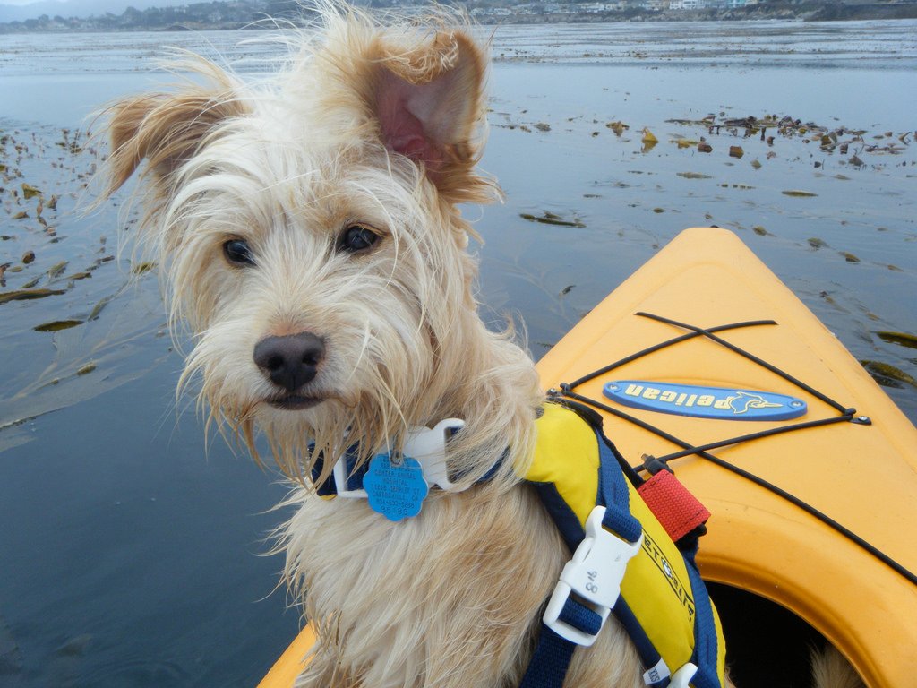 10 Pooch Paddling Tips: How to Safely Kayak With Your Dog - Paddle Pursuits